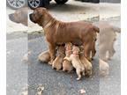 Boerboel PUPPY FOR SALE ADN-842770 - BA Boerboels South African Mastiff