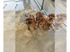 Rhodesian Ridgeback PUPPY FOR SALE ADN-842736 - Pure bred imported RR