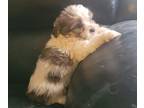 Shih Tzu PUPPY FOR SALE ADN-842956 - Benji