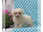 Maltese PUPPY FOR SALE ADN-842883 - ACA Maltese