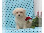 Maltese PUPPY FOR SALE ADN-842882 - ACA Maltese