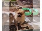 Pomeranian PUPPY FOR SALE ADN-842784 - Pomeranian puppy