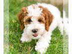 Goldendoodle (Miniature) PUPPY FOR SALE ADN-842898 - Rose