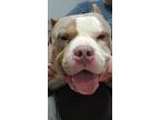 Gordy, American Pit Bull Terrier For Adoption In Sandusky, Ohio