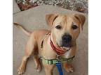 Steven, Border Terrier For Adoption In Richmond, Virginia