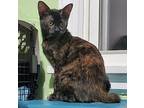 Hale, Domestic Shorthair For Adoption In Virginia Beach, Virginia