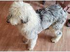 Pearl, Old English Sheepdog For Adoption In Rosemount, Minnesota