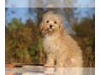 ShihPoo PUPPY FOR SALE ADN-843081 - 2 Blue eyes Tiny toy David