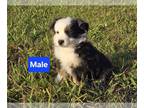 Miniature Australian Shepherd PUPPY FOR SALE ADN-843011 - Mini aussies