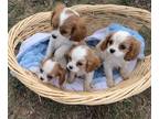 Cavalier King Charles Spaniel PUPPY FOR SALE ADN-843068 - Adorable Cavalier King