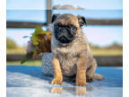 Pug PUPPY FOR SALE ADN-843065 - Adorable Pug Puppy