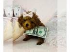 Poodle (Toy) PUPPY FOR SALE ADN-843007 - Poodles ready maltese pomeranian yorkie