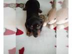 Dachshund PUPPY FOR SALE ADN-842981 - CKC Mini Black and Tan Dachshund THOR