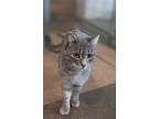 Joan, American Shorthair For Adoption In St. James, Minnesota