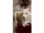 Kermit, American Pit Bull Terrier For Adoption In Locust Grove, Virginia