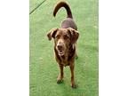 Diesel, Labrador Retriever For Adoption In St. James, Minnesota