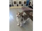 Edmund, Domestic Shorthair For Adoption In Kalamazoo, Michigan