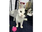 Tipsy, Domestic Shorthair For Adoption In Mishawaka, Indiana