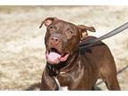 Hank, Labrador Retriever For Adoption In Tuckerton, New Jersey