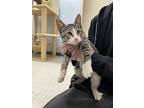 Ravioli, Domestic Shorthair For Adoption In Oakland, New Jersey