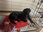 April, Labrador Retriever For Adoption In Oakland, New Jersey