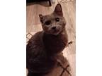 Poseidon24, Domestic Shorthair For Adoption In Milwaukee, Wisconsin