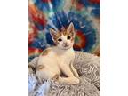 Monopoly, Domestic Shorthair For Adoption In Oakdale, California