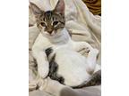 Philly Cheesesteak, Domestic Shorthair For Adoption In Alexandria, Virginia