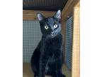 Jeffery, Domestic Shorthair For Adoption In Fullerton, California