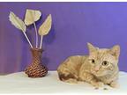 Ginger, Domestic Shorthair For Adoption In Roanoke, Texas