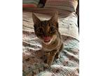 Abby, Domestic Shorthair For Adoption In Colmar, Pennsylvania