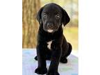 Chester (rivers To The Chesapeake Pups), Chesapeake Bay Retriever For Adoption