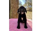 Potomac (rivers To The Chesapeake Pups), Chesapeake Bay Retriever For Adoption