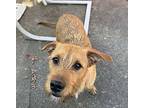 Bruce, Terrier (unknown Type, Small) For Adoption In New Milford, Connecticut