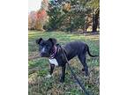 Apple, American Staffordshire Terrier For Adoption In Salisbury, North Carolina