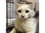 Milton, Domestic Mediumhair For Adoption In Spokane Valley, Washington