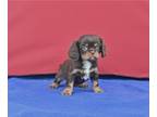 Cavalier King Charles Spaniel PUPPY FOR SALE ADN-843290 - AKC Cavalier KCS For