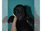 Great Dane PUPPY FOR SALE ADN-843263 - Green Collar Black Female