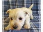 West Highland White Terrier PUPPY FOR SALE ADN-843215 - Female Westie