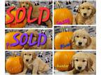 Golden Retriever PUPPY FOR SALE ADN-843160 - Chloe Anns Class