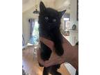 Italy, Domestic Shorthair For Adoption In Monrovia, California