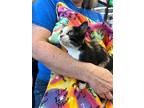 Quindolynn, Calico For Adoption In Fairborn, Ohio