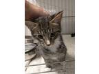 Travis, Domestic Shorthair For Adoption In St. James, Minnesota