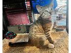 Nestle, Domestic Shorthair For Adoption In Wilmington, North Carolina