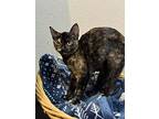 Daisy, Domestic Shorthair For Adoption In Olive Branch, Mississippi