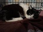 Moo Moo, Domestic Shorthair For Adoption In Nottingham, Maryland