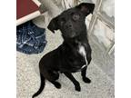 Brother, Terrier (unknown Type, Medium) For Adoption In Carrollton, Texas