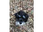 Ruby, Schnauzer (miniature) For Adoption In Homer Glen, Illinois