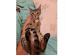 Disney, Domestic Shorthair For Adoption In New York, New York