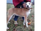 Maddox, Labrador Retriever For Adoption In Stockport, Ohio